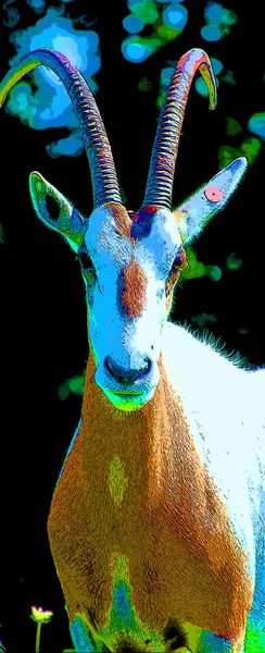 โอร แอฟร กาตะว นออก Oryx Beisa นในช าเป นสายพ ของแอนต — ภาพถ่ายสต็อก