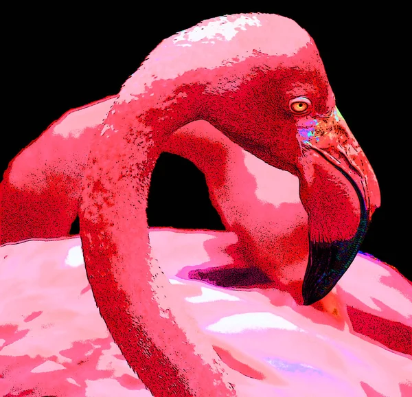 Фламинго Фламинго Вид Болотных Птиц Единственный Род Семействе Phoenicopteridae Четыре — стоковое фото