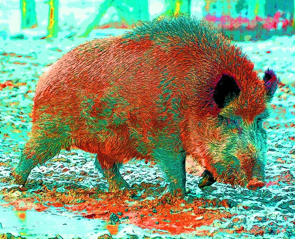 Common wild boar pig. Wild boar (Sus scrofa) or wild swine or Eurasian wild pig is a suid native to much of Eurasia, North Africa