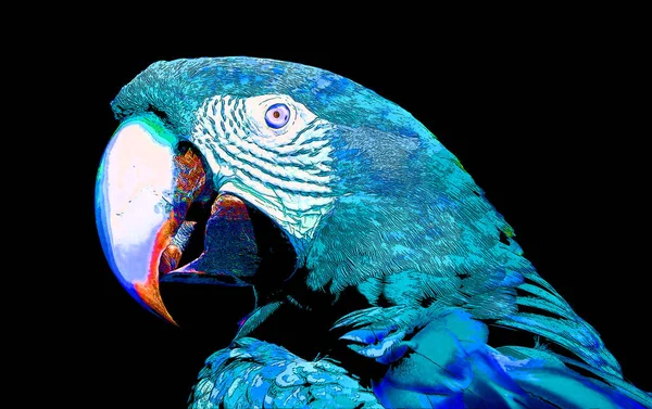 Parrot Illustration Pop Art Background — Fotografia de Stock