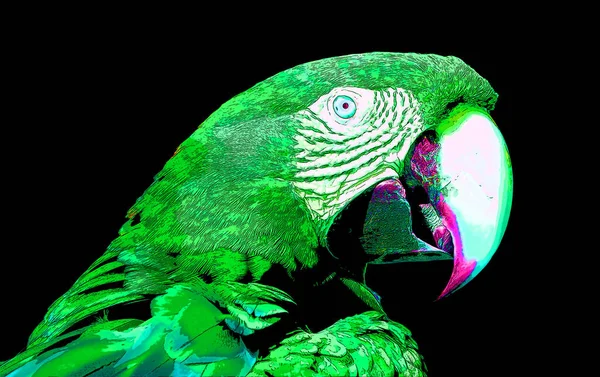 Parrot Illustration Pop Art Background — 图库照片