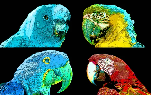 Scarlet Macaw Parrots Ara Macao Sign Illustration Pop Art Background —  Fotos de Stock