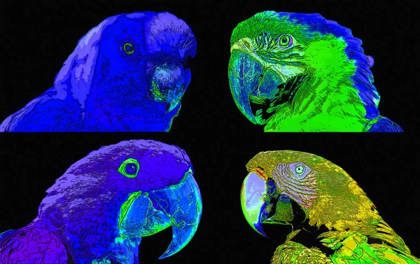 Scarlet Macaw Parrots Ara Macao Sign Illustration Pop Art Background — Foto Stock