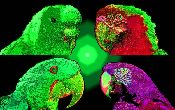 Scarlet Macaw Parrots Ara Macao Sign Illustration Pop Art Background —  Fotos de Stock