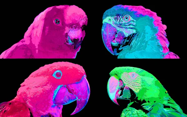 Scarlet Macaw Parrots Ara Macao Sign Illustration Pop Art Background — Zdjęcie stockowe