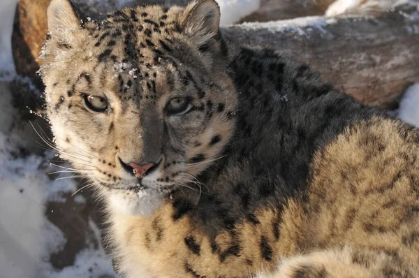 Leopard Zoo Winter — Foto de Stock