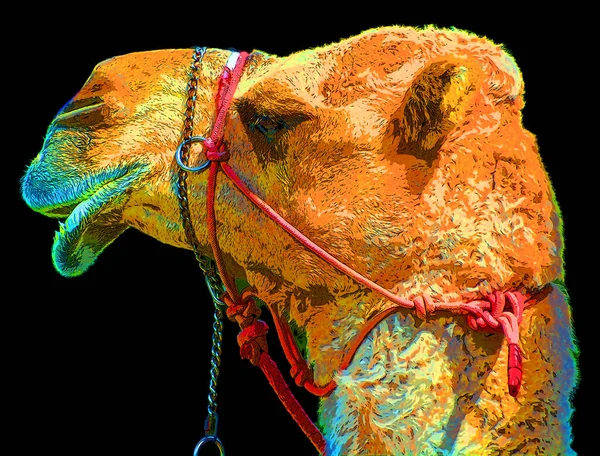 Cammello Ungulato All Interno Del Genere Camelus Portando Depositi Grasso — Foto Stock