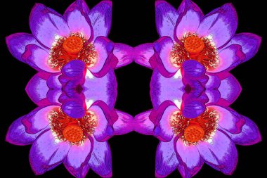 parlak şakayık çiçek işareti çizimi, renk lekeli pop-art arkaplan simgesi, kolaj