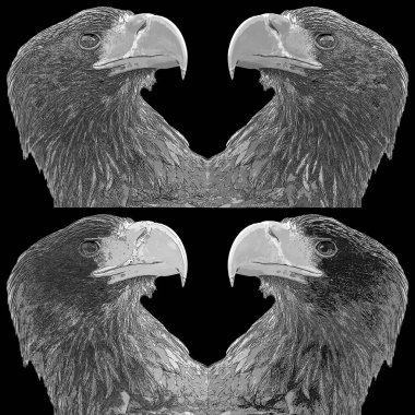 Beyaz kuyruklu kartal veya ern, erne, gri kartal, Avrasya deniz kartalı ve beyaz kuyruklu deniz kartalı, büyük yırtıcı bir kuş türü.