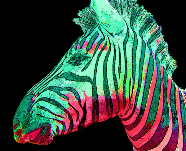 Zebra Head Illustration Pop Art Style Icon Color — 스톡 사진