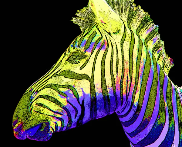 Zebra Head Illustration Pop Art Style Icon Color — ストック写真