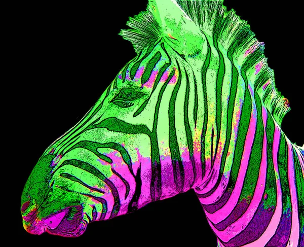 Zebra head illustration in pop art style, icon with color