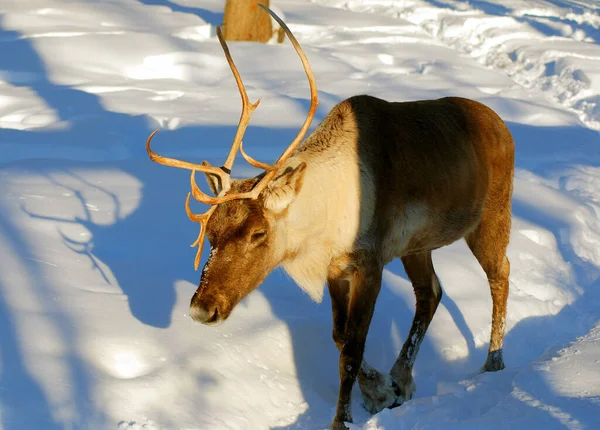 Caribou Renne Amérique Nord Est Une Espèce Cerf Originaire Des — Photo