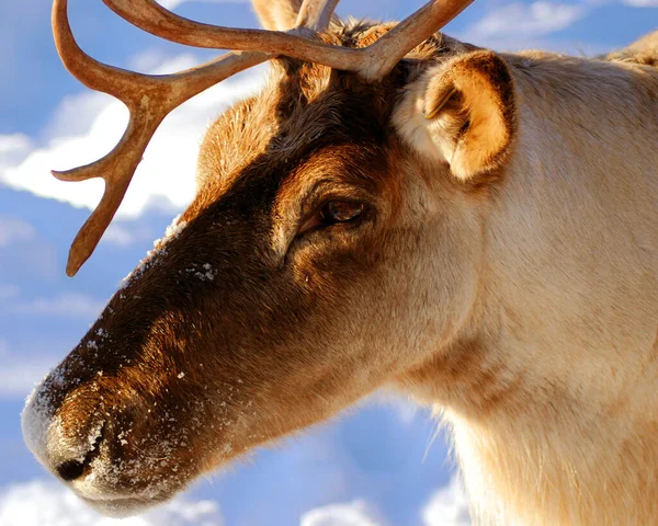 The reindeer, caribou in North America is a species of deer, native to arctic, subarctic, tundra, boreal, and mountainous regions of northern Europe, Siberia, and North America.