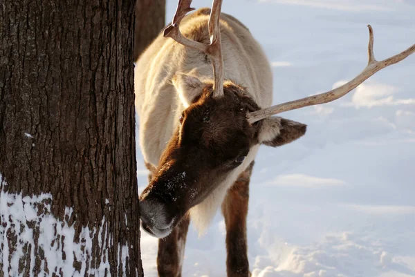 Caribou Renne Amérique Nord Est Une Espèce Cerf Originaire Des — Photo