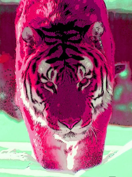 Tigris Jel Illusztráció Pop Art Háttér Ikon Színes Foltok — Stock Fotó