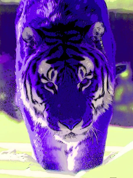 Tiger Σύμβολο Εικονογράφηση Pop Art Εικονίδιο Φόντου Κηλίδες Χρώματος — Φωτογραφία Αρχείου