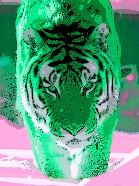 Tigris Jel Illusztráció Pop Art Háttér Ikon Színes Foltok — Stock Fotó