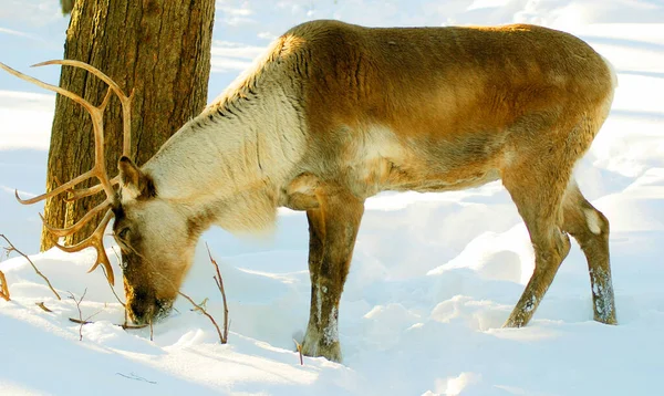 Caribou Renne Amérique Nord Est Une Espèce Cerf Originaire Des — Photo