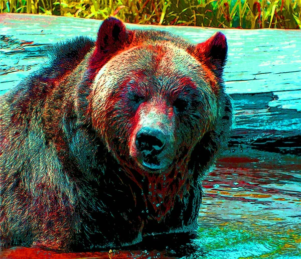 灰熊标志图为带有色斑的流行艺术背景图标 — 图库照片
