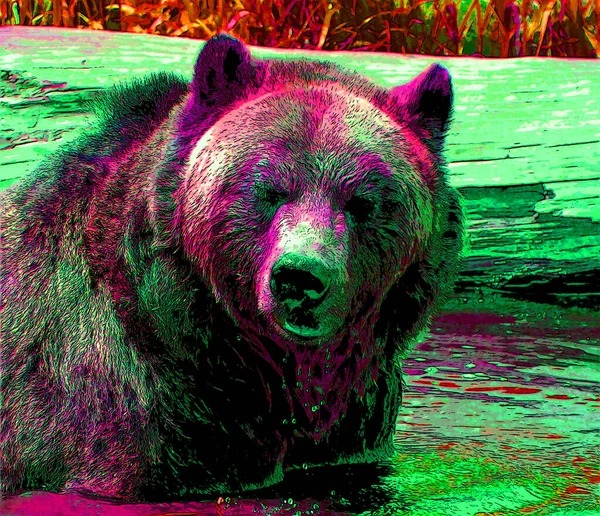 Grizzly Medve Jel Illusztráció Pop Art Háttér Ikon Színes Foltok — Stock Fotó