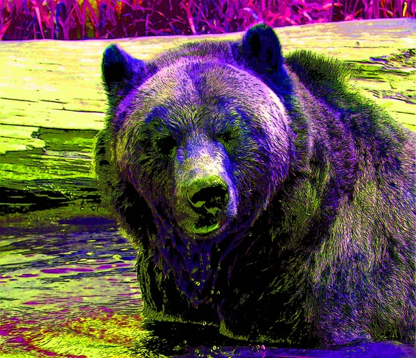 Grizzly Niedźwiedź Znak Ilustracja Pop Art Tło Ikona Kolorowe Plamy — Zdjęcie stockowe