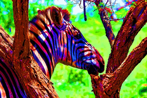 Zebra Znak Ilustracja Pop Art Tło Ikona Kolorowe Plamy — Zdjęcie stockowe