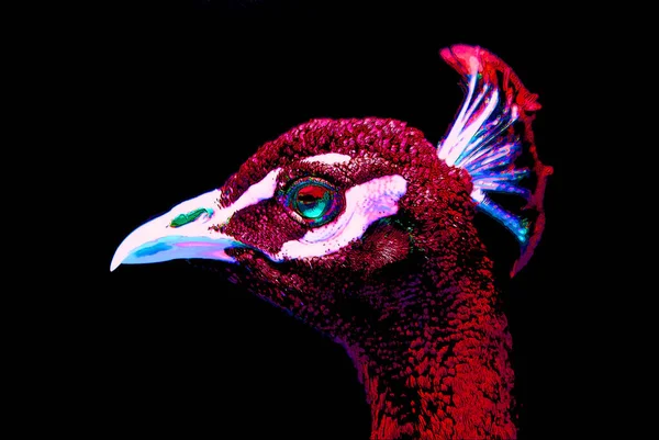 Peacock Tecken Illustration Pop Art Bakgrund Ikon Med Färg Fläckar — Stockfoto