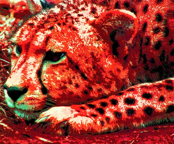Pop Art Leopard Icon Color Spots — стоковое фото