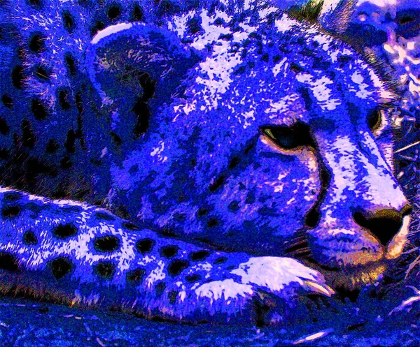 Pop Art Leopard Icon Color Spots — 스톡 사진