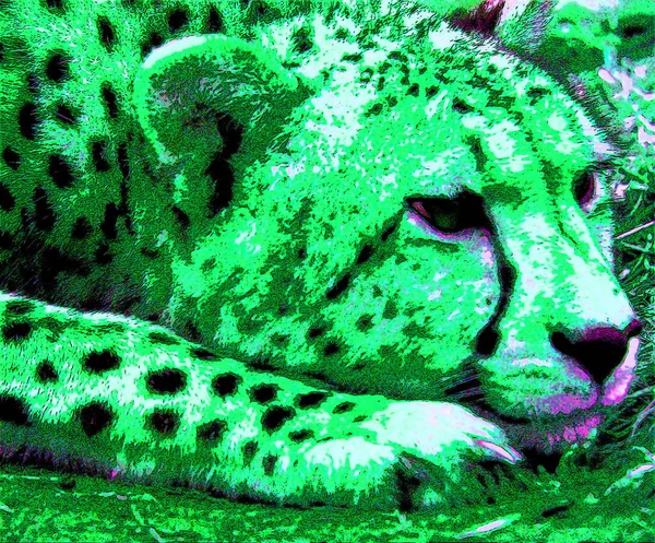 Pop Art Leopard Icon Color Spots — стоковое фото