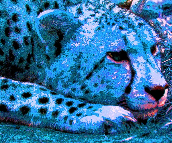 Pop Art Leopard Icon Color Spots — Stok fotoğraf