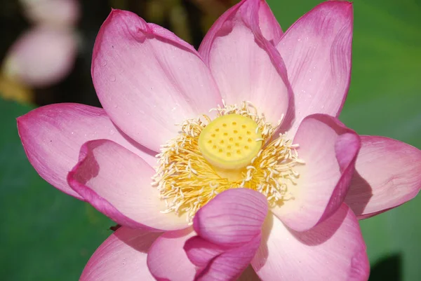 Bela Flor Lótus Jardim — Fotografia de Stock