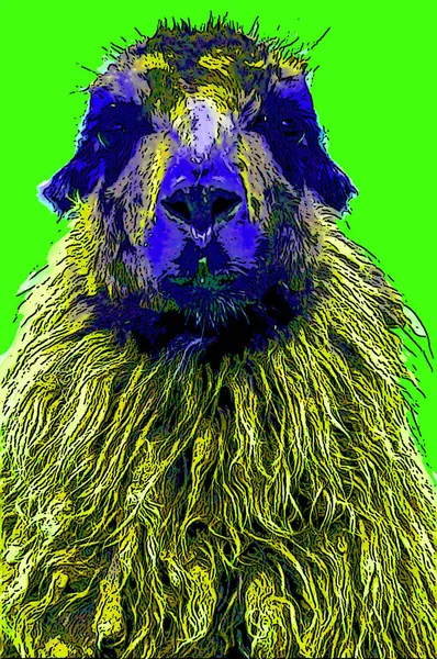 Lamas Sign Illustration Pop Art Background Icon Color Spots — Stock fotografie