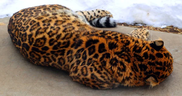 Leopard Zoo Winter — Stockfoto
