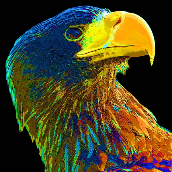 Zeearend Eureasian Sea Eagle Een Grote Roofvogel Uit Familie Van — Stockfoto