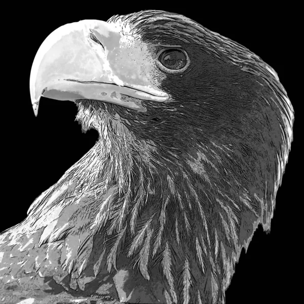 Zeearend Eureasian Sea Eagle Een Grote Roofvogel Uit Familie Van — Stockfoto