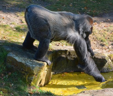 Portrait of black gorilla in zoo