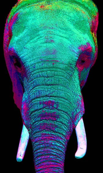 Pop Art Ελέφαντα Εικονίδιο Κηλίδες Χρώμα — Φωτογραφία Αρχείου