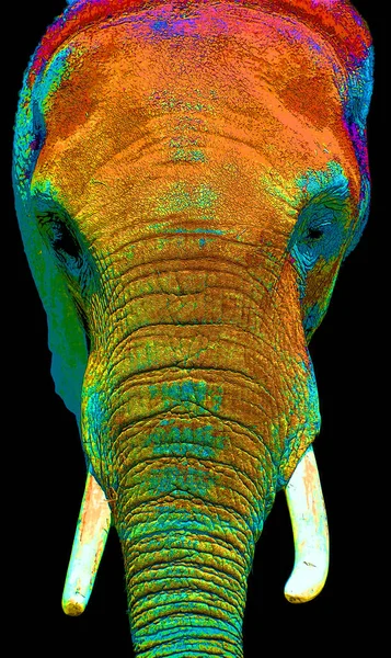 Ελέφαντας Κεφάλι Πορτρέτο Κοντινό Πλάνο — Φωτογραφία Αρχείου