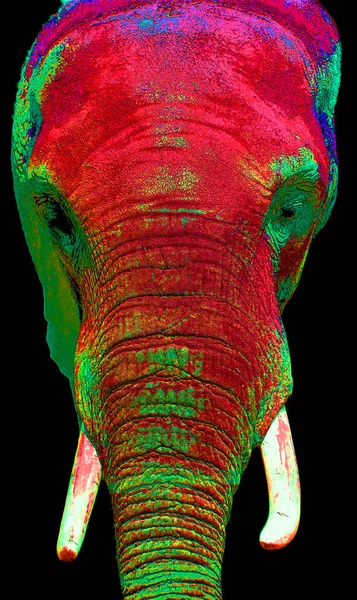 Elephant Illustration Pop Art Background Color Spots — Φωτογραφία Αρχείου