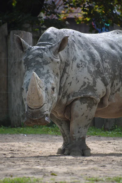 Rhinoceros Sign Illustrate Pop Art Background Icon Color Spots — стокове фото
