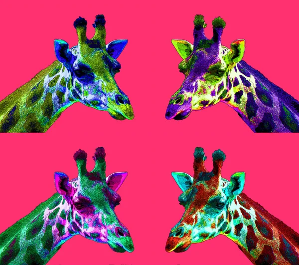 Giraffe sign illustration pop-art background icon with color spots