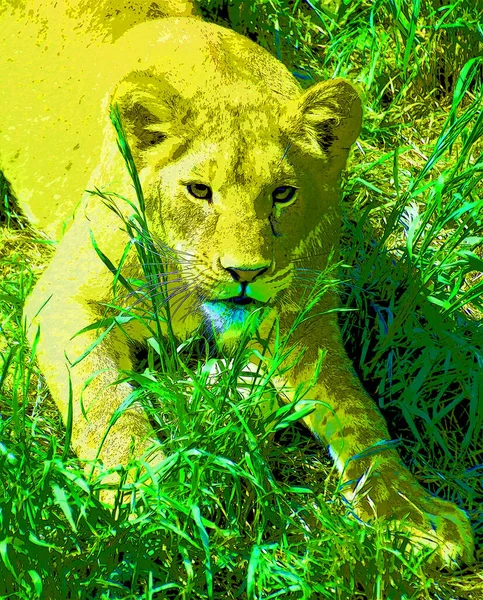 Lioness Sign Illustration Pop Art Background Icon Color — ストック写真