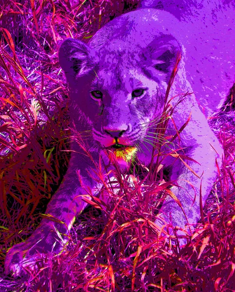 Lioness Sign Illustration Pop Art Background Icon Color —  Fotos de Stock