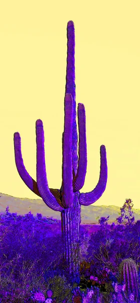 Άνθρωπος Όπως Saguaro Castus Στην Αριζόνα Ηπα Σημάδι Εικονογράφηση Pop — Φωτογραφία Αρχείου
