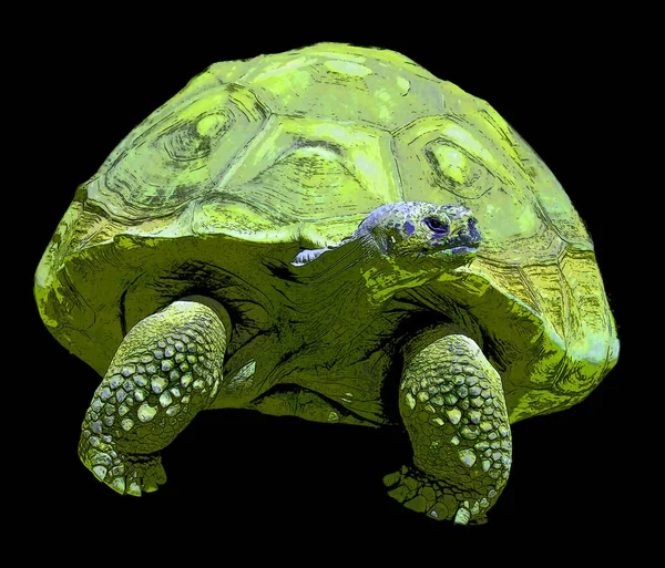 Galapagos Skildpadde Eller Galapagos Kæmpe Skildpadde Den Største Levende Art - Stock-foto