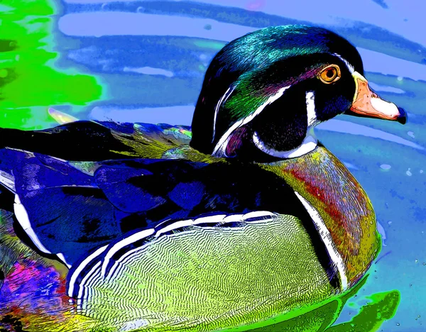 Wood Duck Lub Carolina Duck Aix Sponsa Gatunek Kaczki Występujący — Zdjęcie stockowe