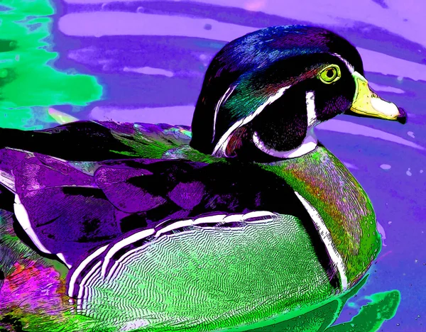 Wood Duck Carolina Duck Aix Sponsa Είναι Ένα Είδος Πάπιας — Φωτογραφία Αρχείου