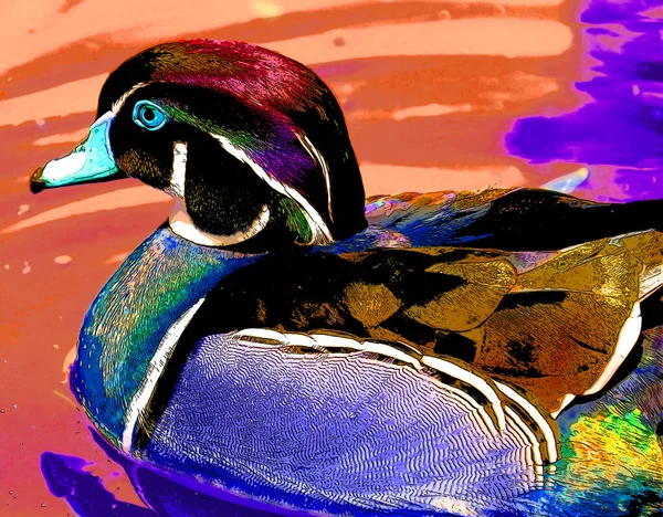 Wood Duck Або Carolina Duck Aix Sponsa Вид Качок Мешкають — стокове фото